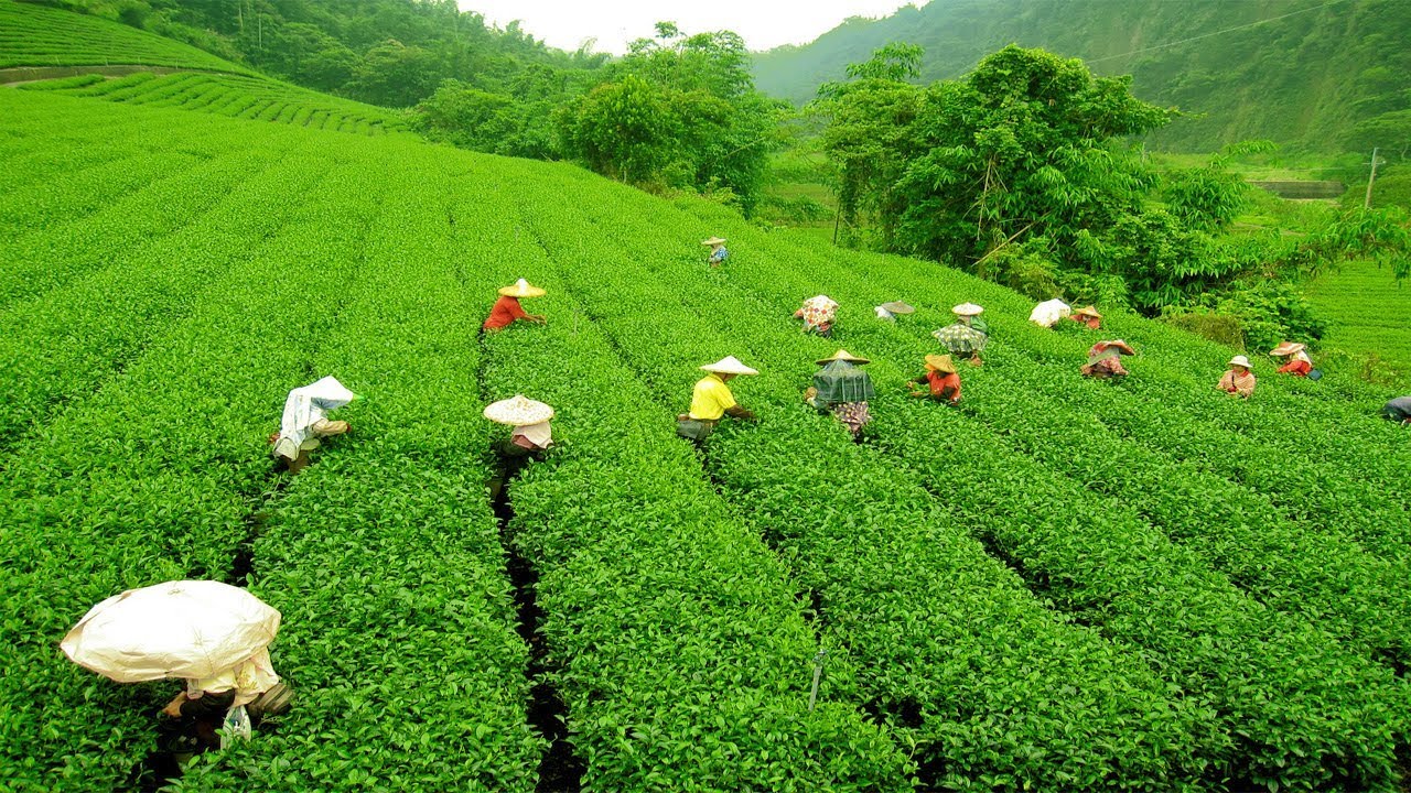 tea garden darjeeling