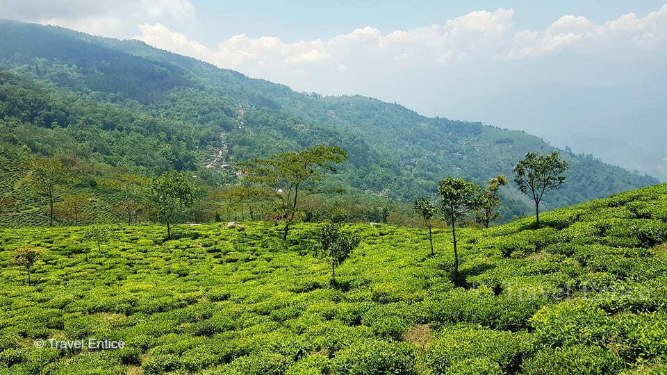 Peshok-Tea-Garden