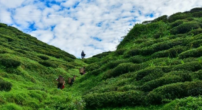 mahaldigram tea garden